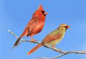 Male and Female Cardinal